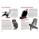 «Велика книга. Хижий птах», м'яка обкладинка, 16 сторінок, 24х33 см, ТМ Кристал Бук